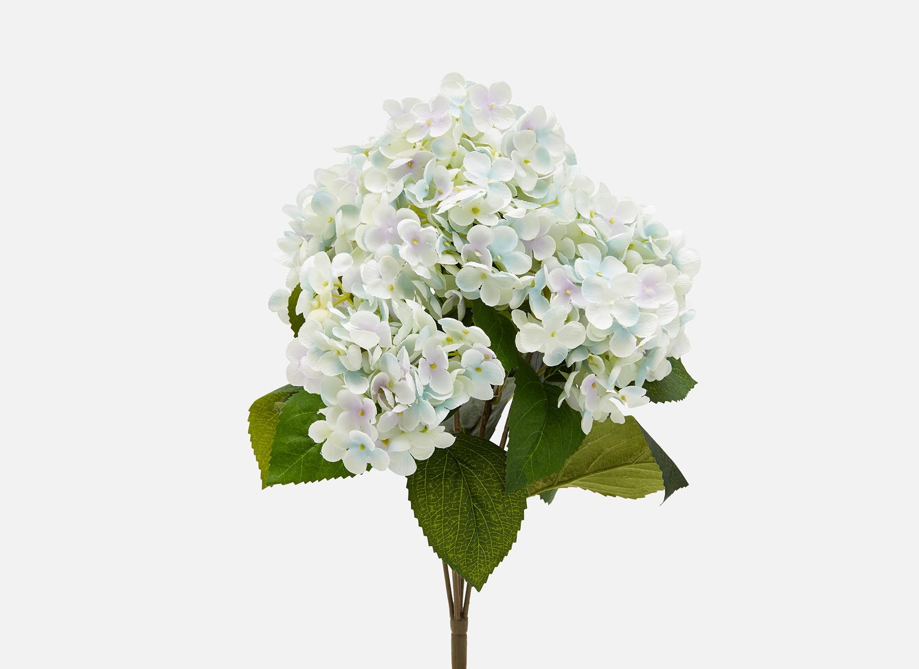 Hydrangea, 30 Stems | Costco